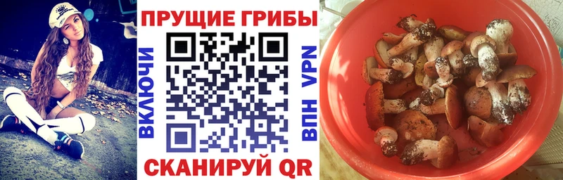 Галлюциногенные грибы Psilocybine cubensis  Купить где  Славгород 